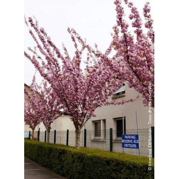 PRUNUS serrulata KANZAN (Cerisier des collines du Japon Kanzan)