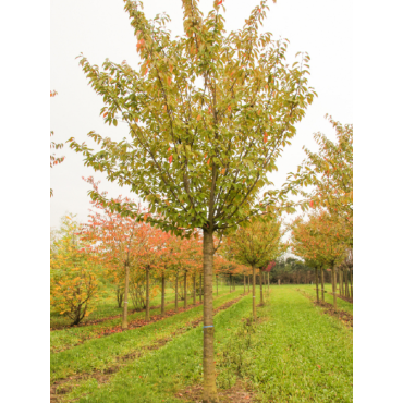 PRUNUS serrulata KANZAN (Cerisier des collines du Japon Kanzan)