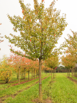 PRUNUS serrulata KANZAN
