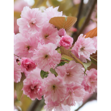 PRUNUS serrulata KANZAN (Cerisier des collines du Japon Kanzan)