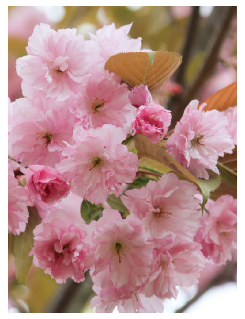 PRUNUS serrulata KANZAN (Cerisier des collines du Japon Kanzan)