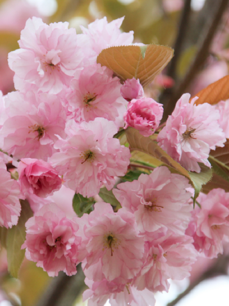 PRUNUS serrulata KANZAN