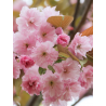 PRUNUS serrulata KANZAN (Cerisier des collines du Japon Kanzan)