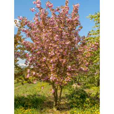 PRUNUS serrulata KANZAN (Cerisier des collines du Japon Kanzan)