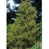 ILEX altaclerensis Golden King (Houx de Highclere Golden King)