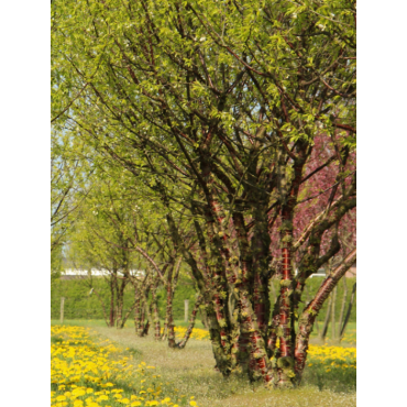 PRUNUS serrula (Cerisier du Tibet)