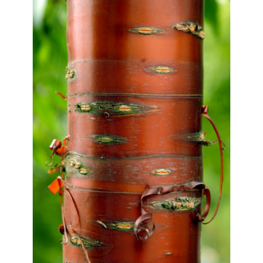 PRUNUS serrula (Cerisier du Tibet)