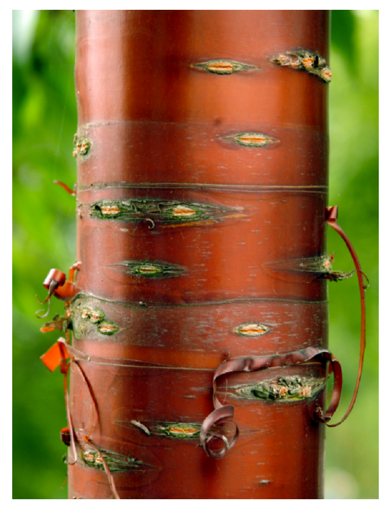 PRUNUS serrula (Cerisier du Tibet)