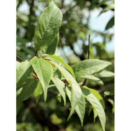 PRUNUS serrula (Cerisier du Tibet)