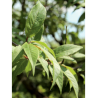 PRUNUS serrula (Cerisier du Tibet)