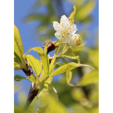 PRUNUS serrula (Cerisier du Tibet)