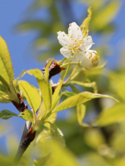 PRUNUS serrula