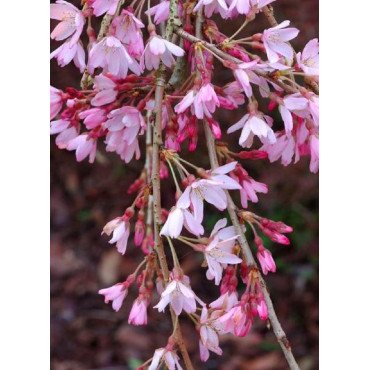 PRUNUS subhirtella PENDULA RUBRA (Cerisier du Japon pleureur rouge)