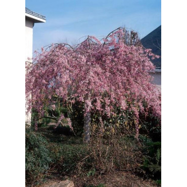 PRUNUS subhirtella PENDULA RUBRA (Cerisier du Japon pleureur rouge)