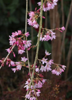 PRUNUS subhirtella PENDULA RUBRA