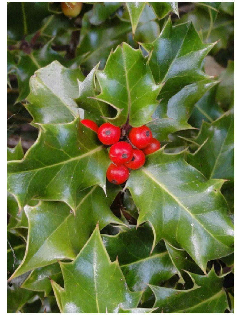 ILEX aquifolium (Houx commun)