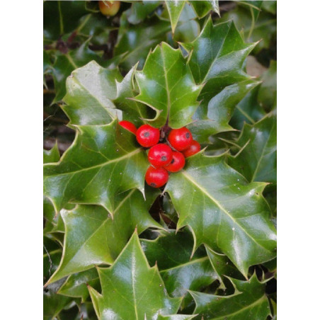 ILEX aquifolium (Houx commun)