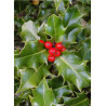 ILEX aquifolium (Houx commun)