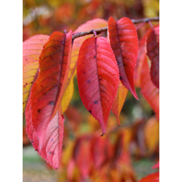 PRUNUS yedoensis (Cerisier du Tibet)