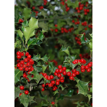 ILEX aquifolium (Houx commun)