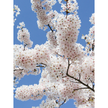 PRUNUS yedoensis (Cerisier du Tibet)