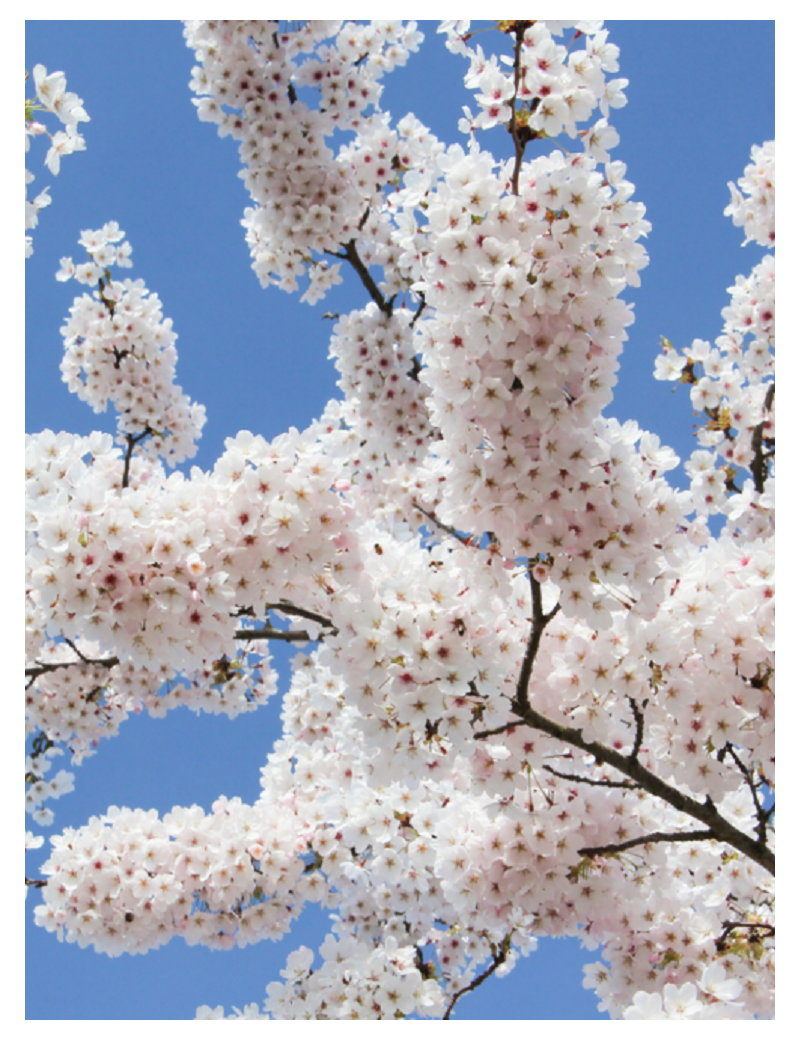 PRUNUS yedoensis (Cerisier du Tibet)