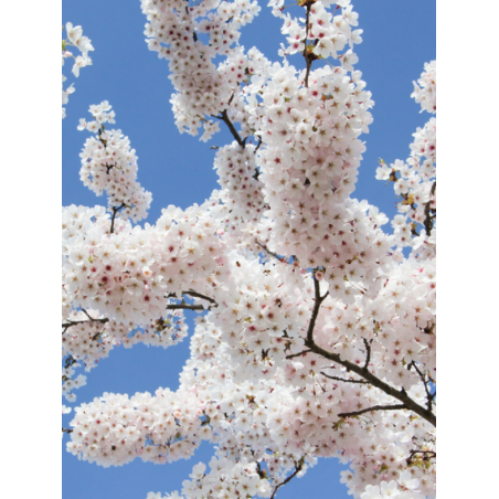 PRUNUS yedoensis (Cerisier du Tibet)