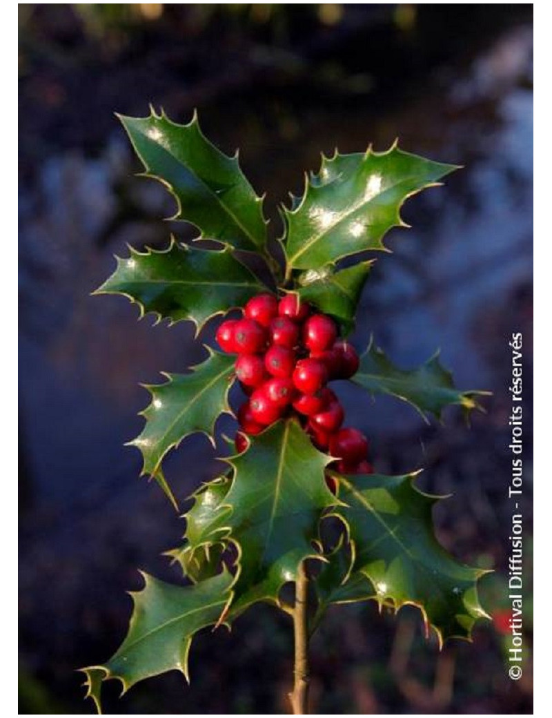 ILEX aquifolium ALASKA (Houx commun Alaska)