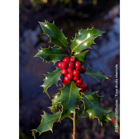 ILEX aquifolium ALASKA (Houx commun Alaska)