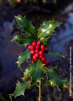 ILEX aquifolium ALASKA