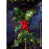 ILEX aquifolium ALASKA (Houx commun Alaska)