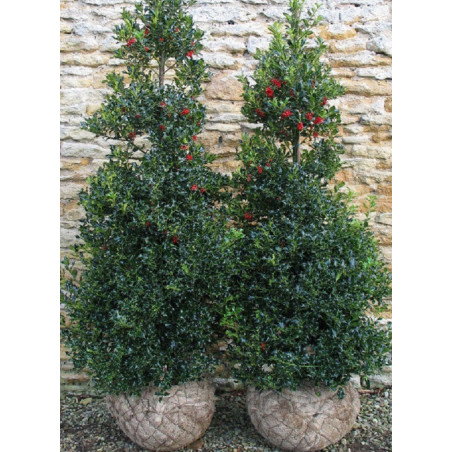 ILEX aquifolium ALASKA (Houx commun Alaska)