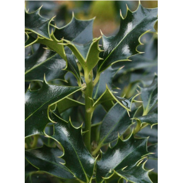 ILEX aquifolium ALASKA (Houx commun Alaska)