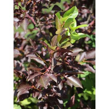 PRUNUS virginiana SCHUBERT (Cerisier de Virginie Shubert)