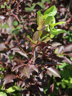 PRUNUS virginiana SCHUBERT