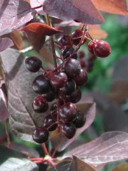 PRUNUS virginiana SCHUBERT