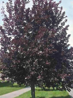 PRUNUS virginiana SCHUBERT