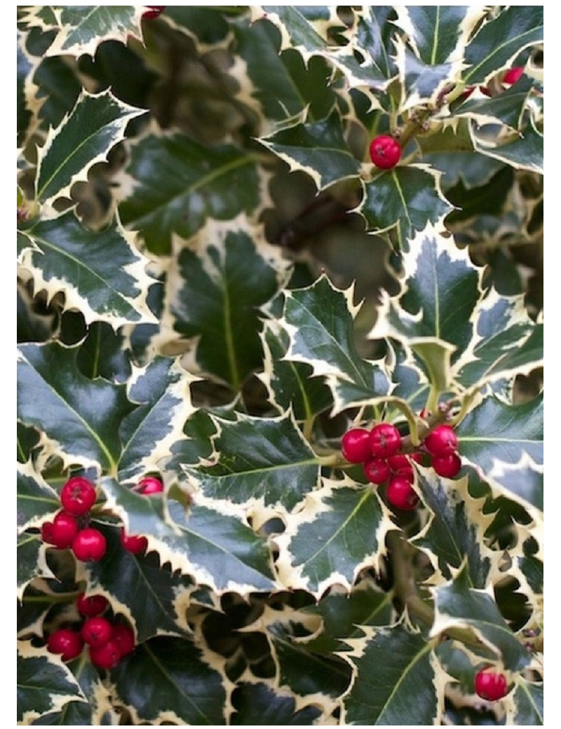 ILEX aquifolium ARGENTEA MARGINATA (Houx commun panaché)