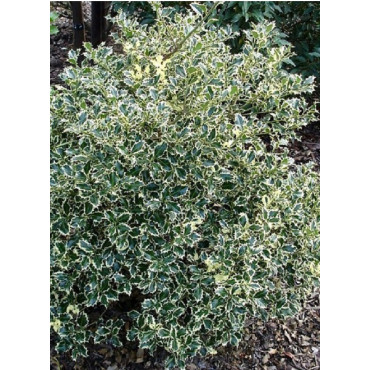 ILEX aquifolium ARGENTEA MARGINATA (Houx commun panaché)