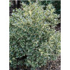 ILEX aquifolium ARGENTEA MARGINATA (Houx commun panaché)