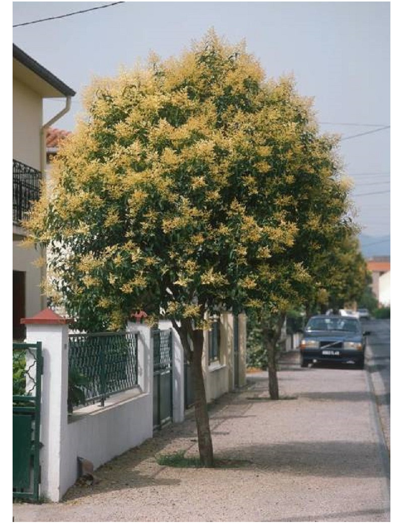 LIGUSTRUM japonicum (Troène du Japon - Arbre)