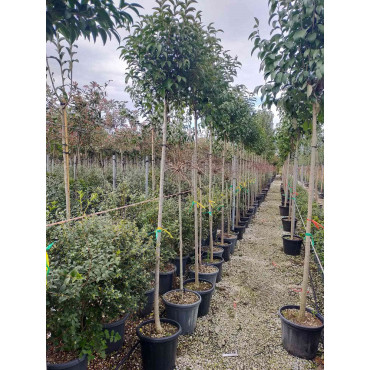 LIGUSTRUM japonicum (Troène du Japon - Arbre) En pot forme tige hauteur du tronc 180-200 cm