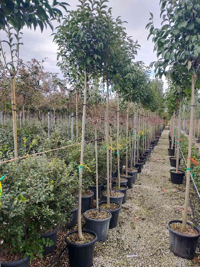 Graines De Troène Du Japon (Ligustrum Japonicum) – 50 Graines Reproductibles Pour Haies Persistantes Ou Bonsaï - 4