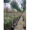 LIGUSTRUM japonicum (Troène du Japon - Arbre) En pot forme tige hauteur du tronc 180-200 cm