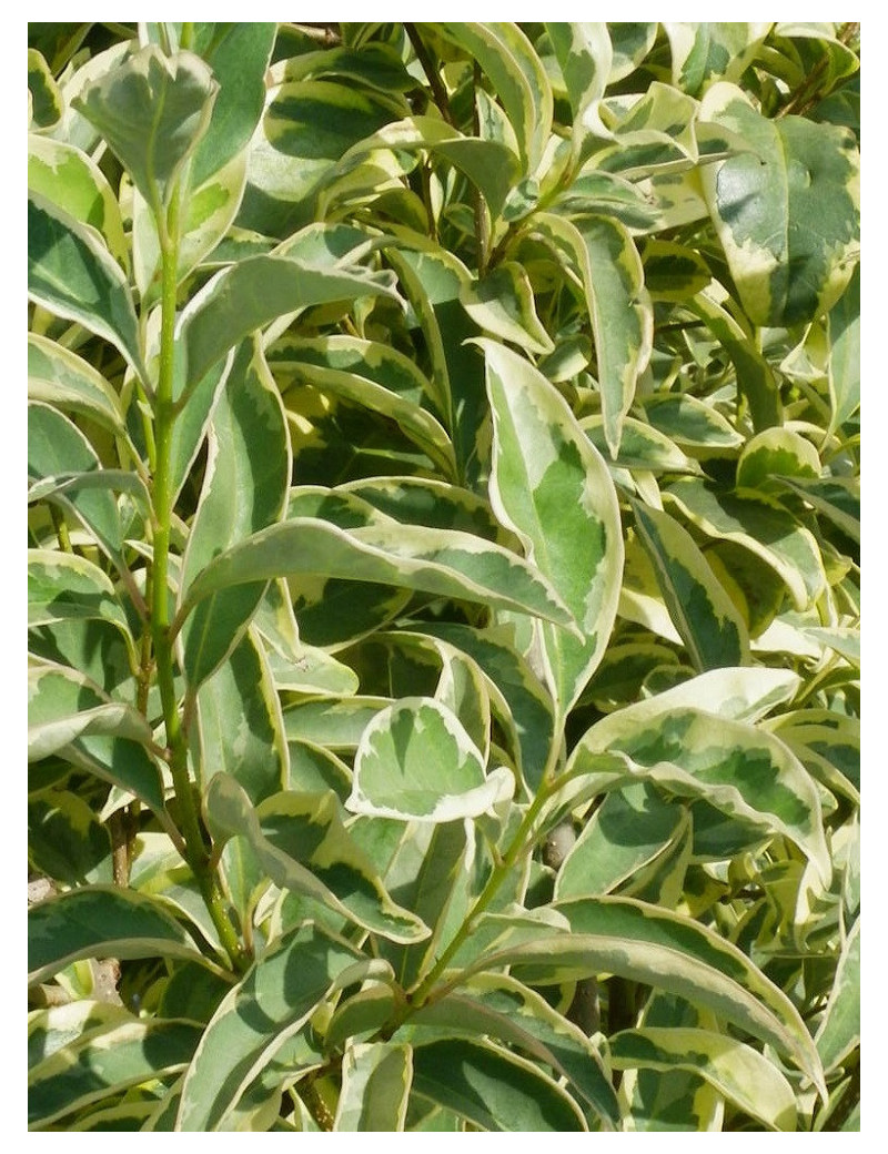 LIGUSTRUM japonicum EXCELSUM SUPERBUM (Troène du Japon panaché - Arbre)