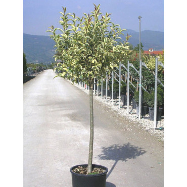 LIGUSTRUM japonicum EXCELSUM SUPERBUM (Troène du Japon panaché - Arbre)