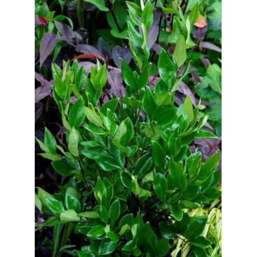 LIGUSTRUM japonicum TEXANUM (Troène du Texas - Arbre)