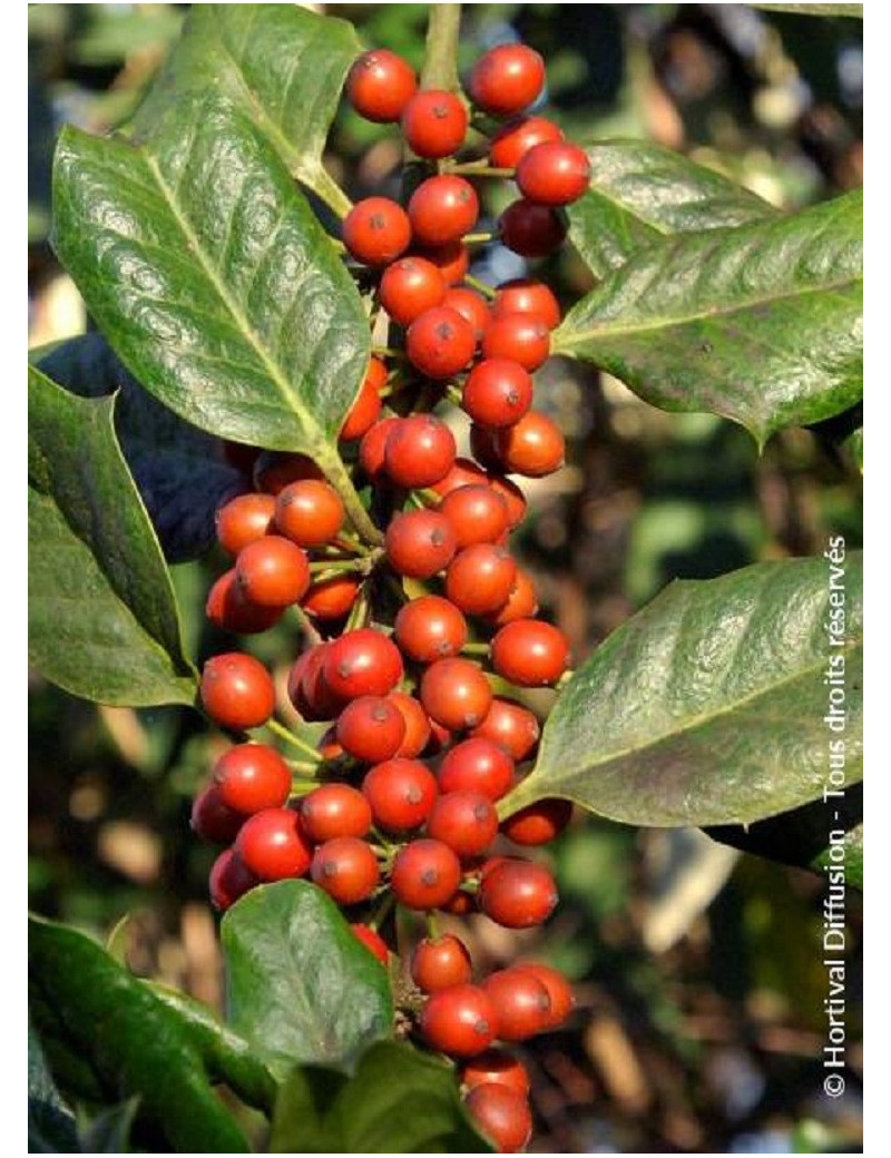 ILEX NELLIE R. STEVENS (Houx - Arbre)