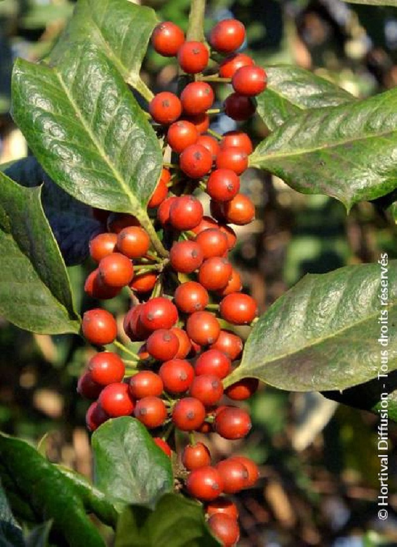 ILEX NELLIE R. STEVENS