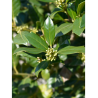 ILEX NELLIE R. STEVENS (Houx - Arbre)